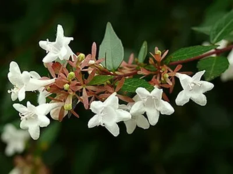 Абелия (Abelia grandiflora): полное руководство по уходу