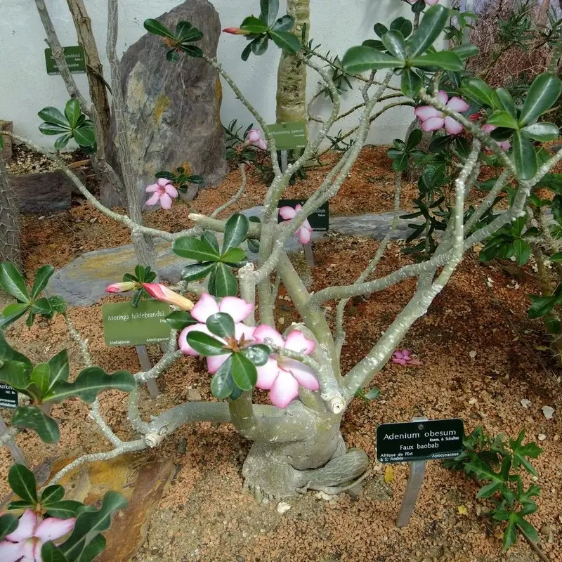 Адениум (Adenium obesum): полное руководство по уходу