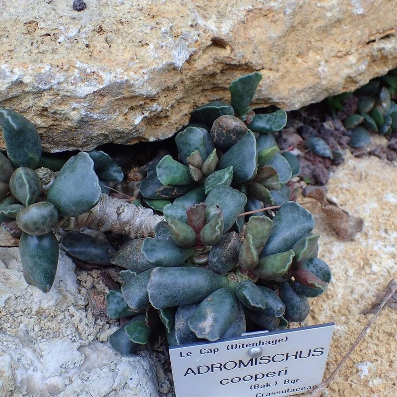 Адромискус (Adromischus): полное руководство по уходу