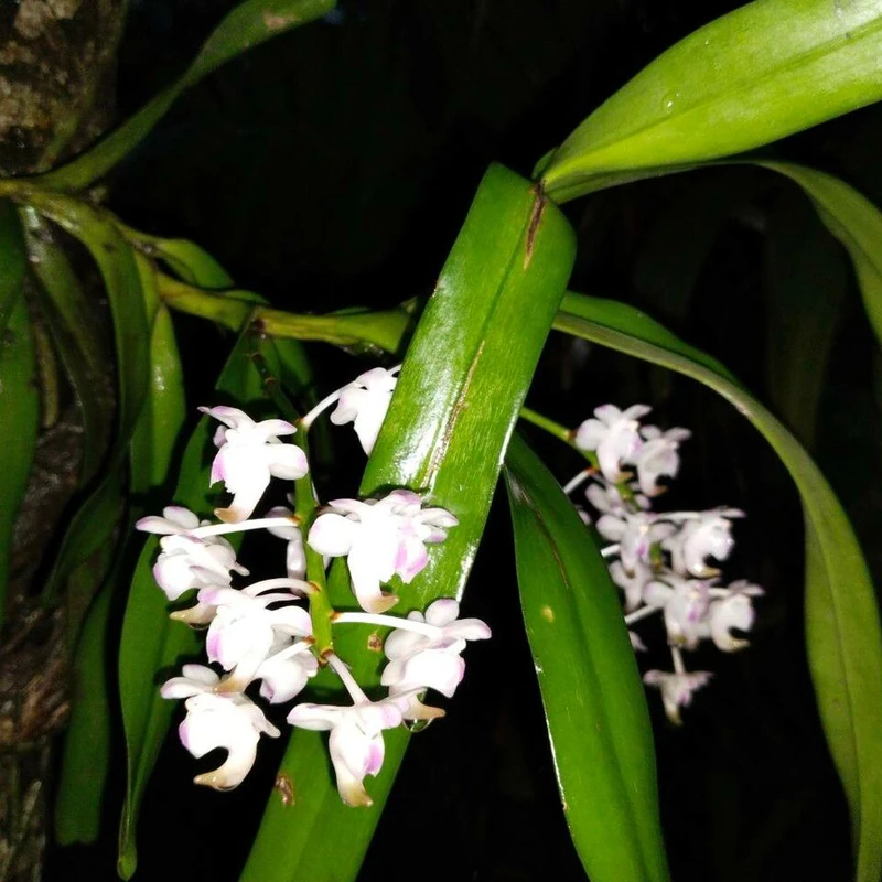 Аэридес душистый (Aerides odoratum): полное руководство по уходу