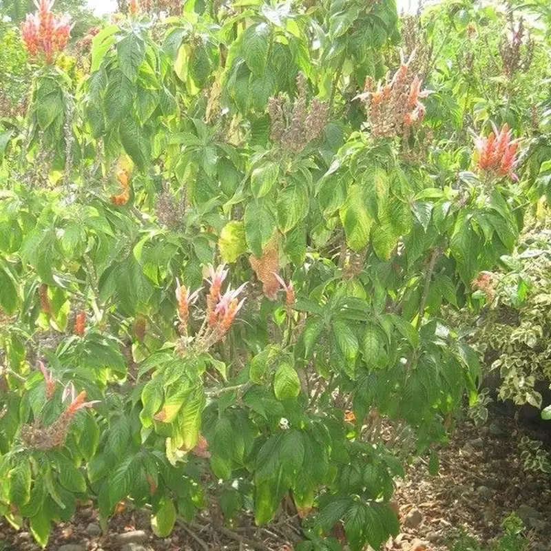 Афеляндра (Aphelandra): полное руководство по уходу