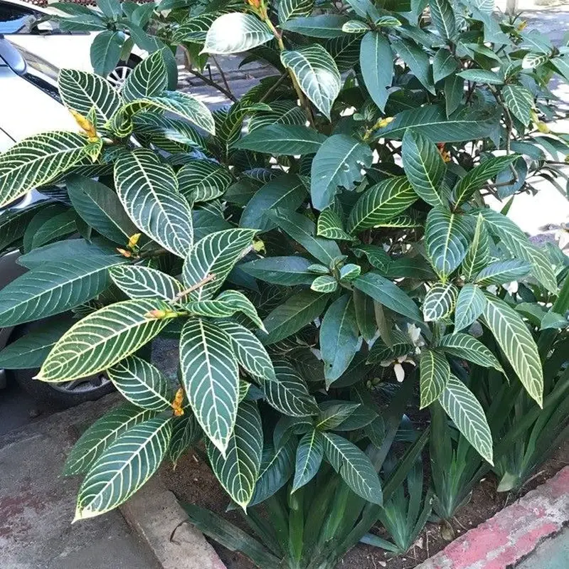 Афеляндра оттопыренная (Aphelandra squarrosa): полное руководство по уходу