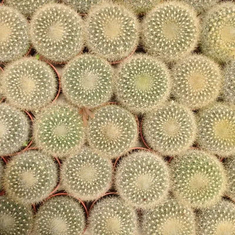 Афрокактус (Afrocactus): полное руководство по уходу