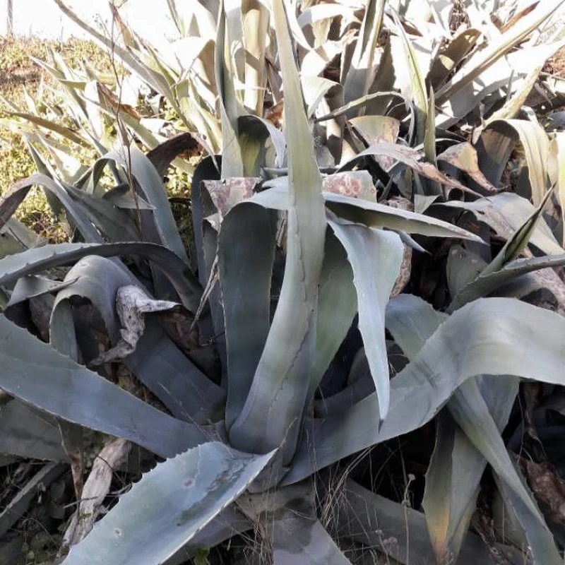Агава (Agave americana): полное руководство по уходу