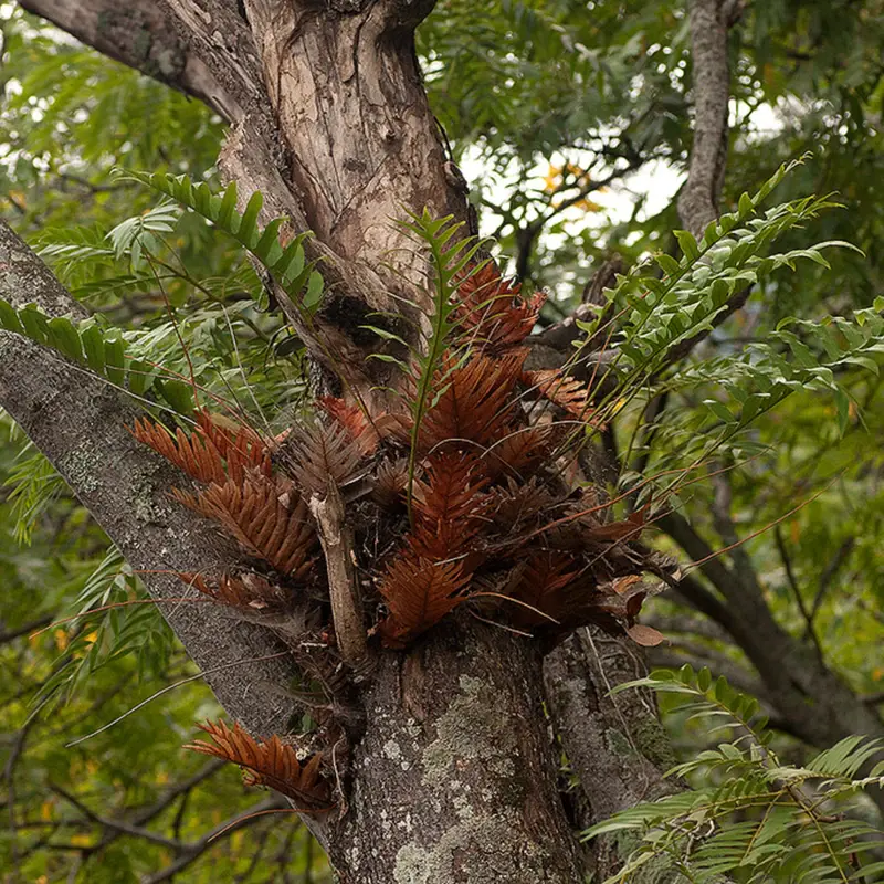 Аглаоморфа (Aglaomorpha): полное руководство по уходу