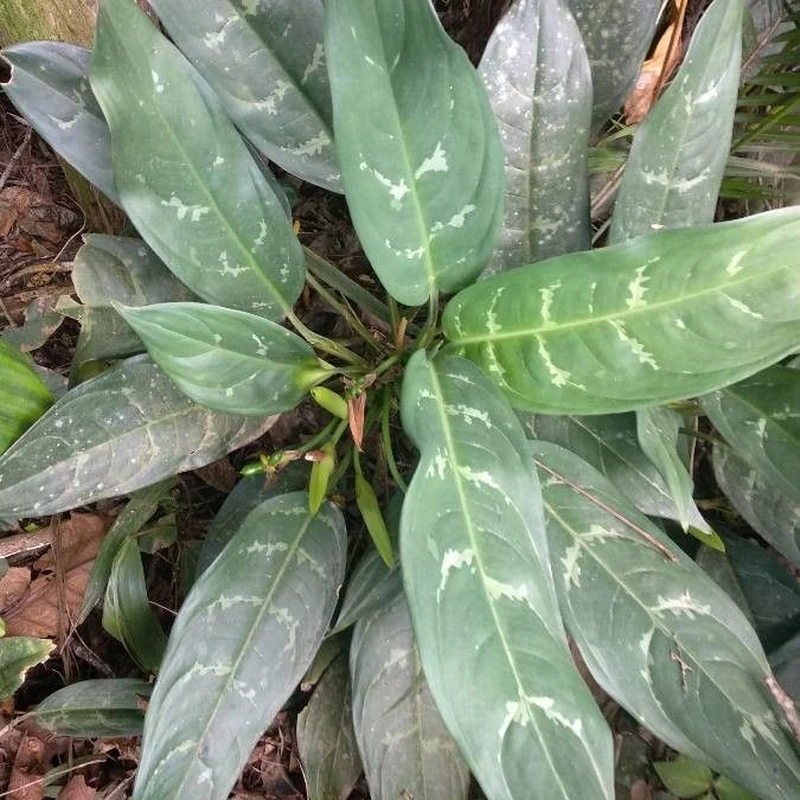 Аглаонема (Aglaonema): полное руководство по уходу