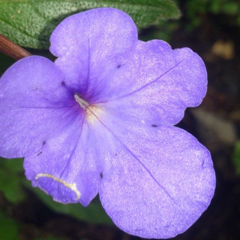 Ахименес (Achimenes): полное руководство по уходу