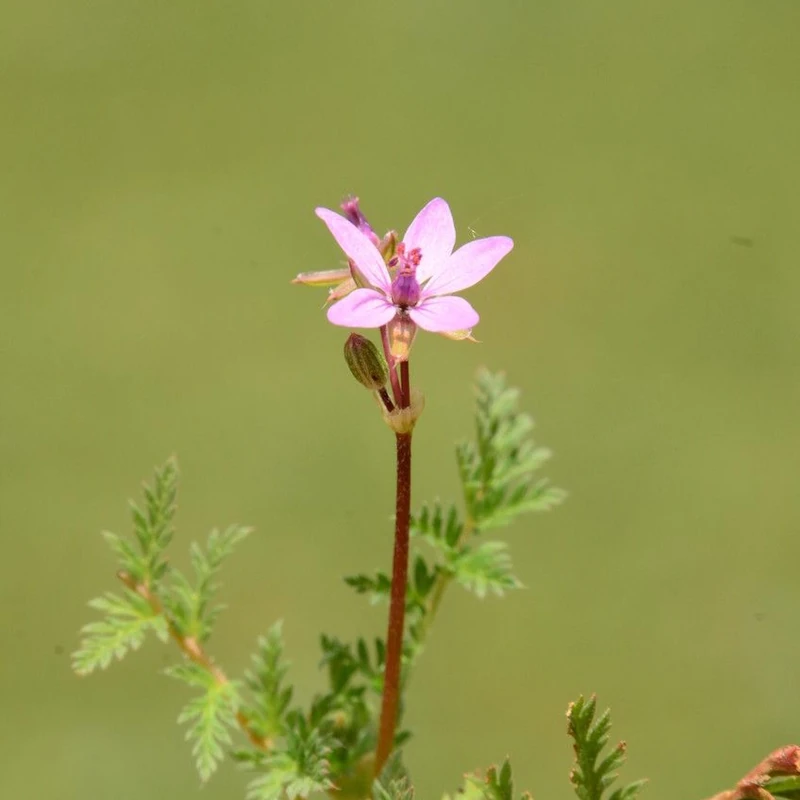 Аистник (Erodium): полное руководство по уходу