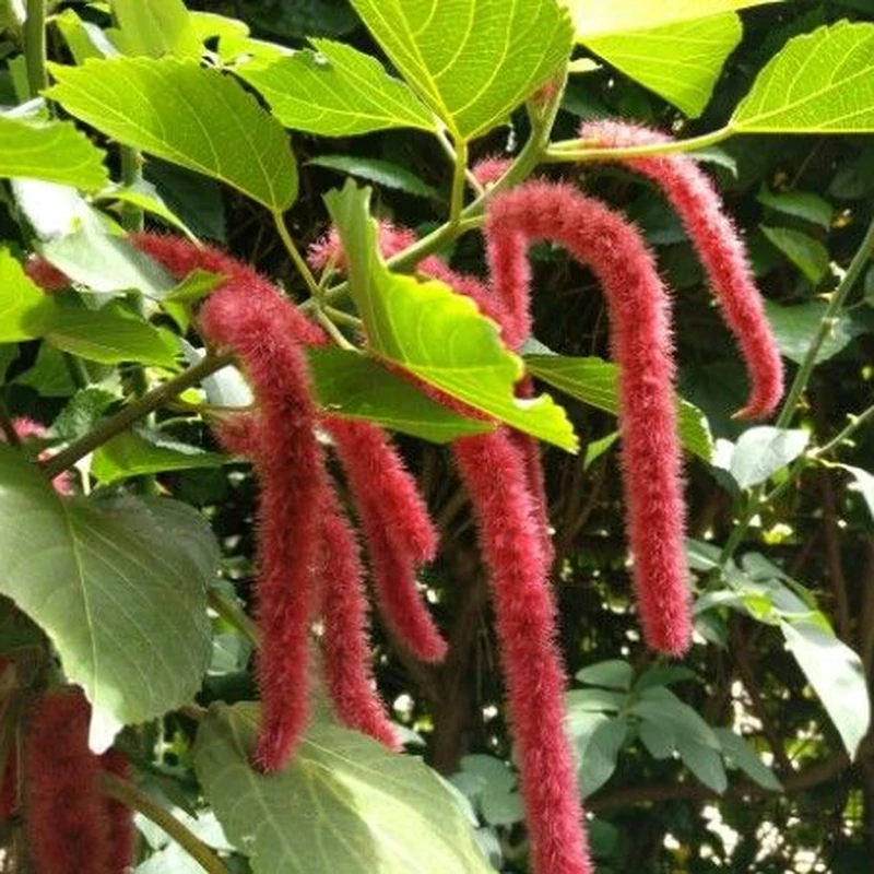 Акалифа (Acalypha hispida): полное руководство по уходу