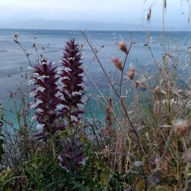 Акант (Acanthus): полное руководство по уходу