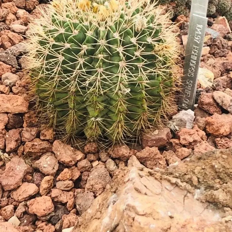 Акантокалициум (Acanthocalycium): полное руководство по уходу