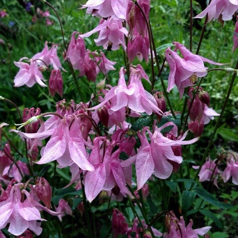 Аквилегия обыкновенная (Aquilegia vulgaris): полное руководство по уходу