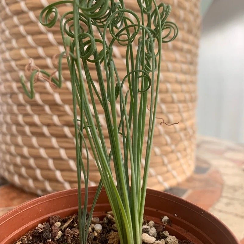 Альбука спиральная (Albuca spiralis): полное руководство по уходу