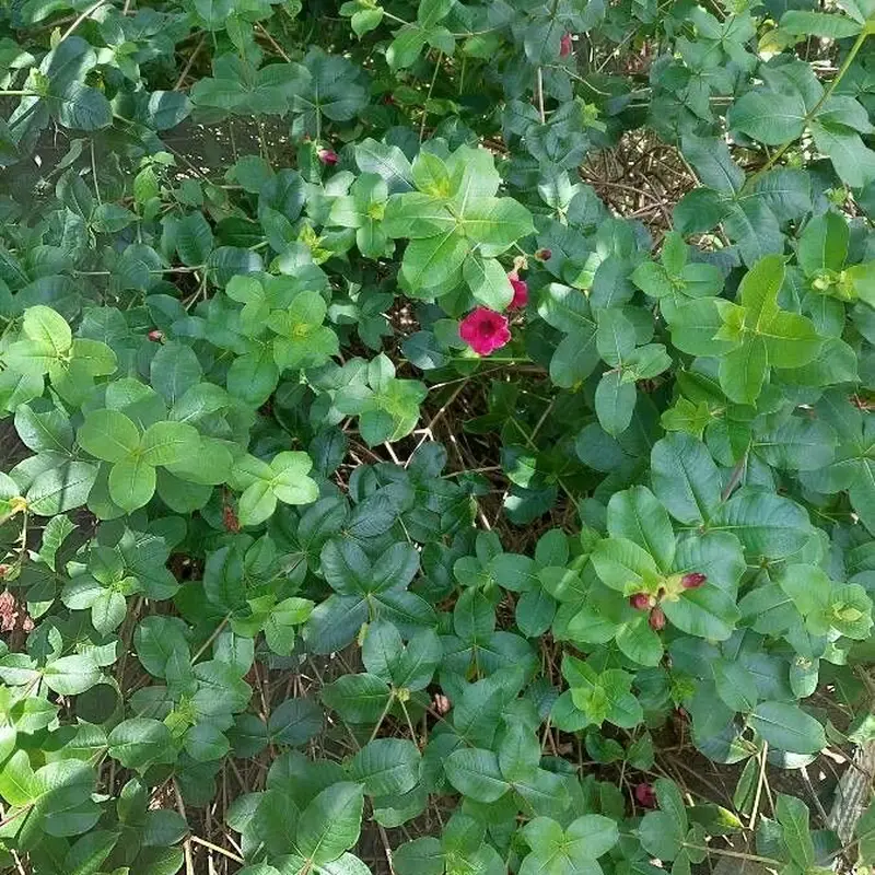 Алламанда (Allamanda): полное руководство по уходу
