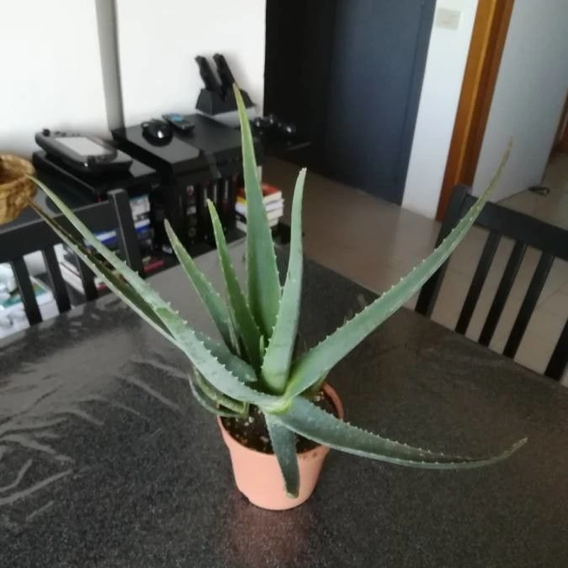 Алоэ вера (Aloe vera): полное руководство по уходу