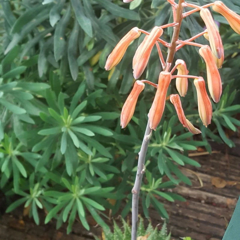 Алоэ остистое (Aloe aristata): полное руководство по уходу