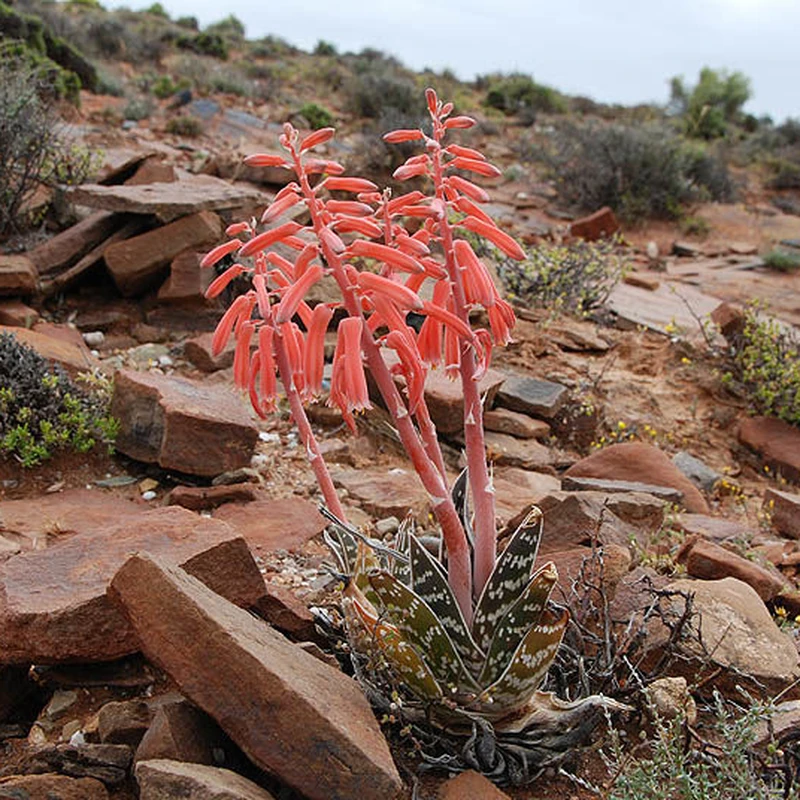 Алоэ пёстрое (Aloe variegata): полное руководство по уходу
