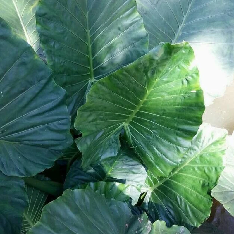 Алоказия (Alocasia): полное руководство по уходу