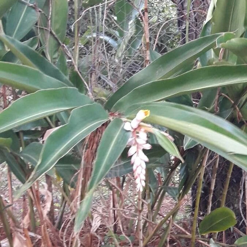 Альпиния (Alpinia zerumbet): полное руководство по уходу
