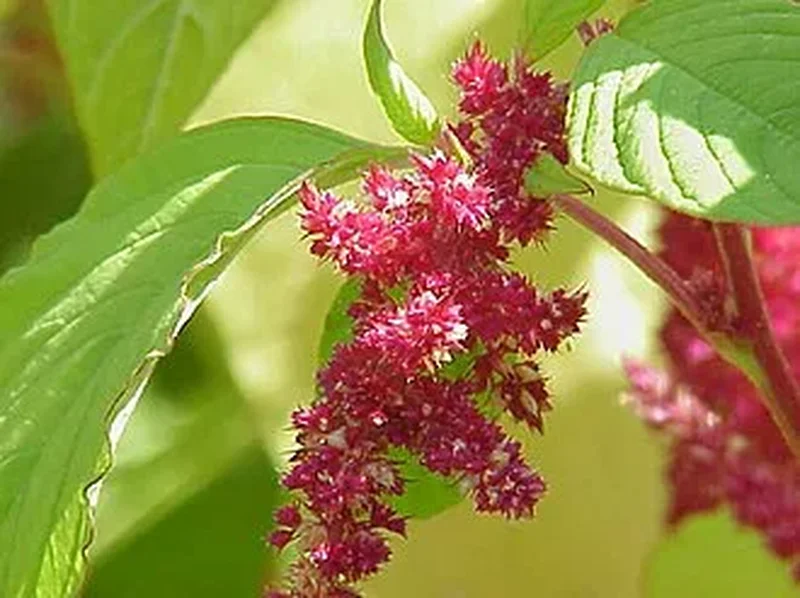 Амарант (Amaranthus): полное руководство по уходу