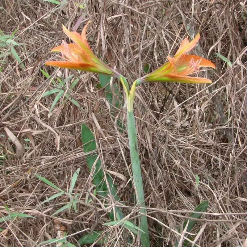 Амариллис (Hippeastrum): полное руководство по уходу