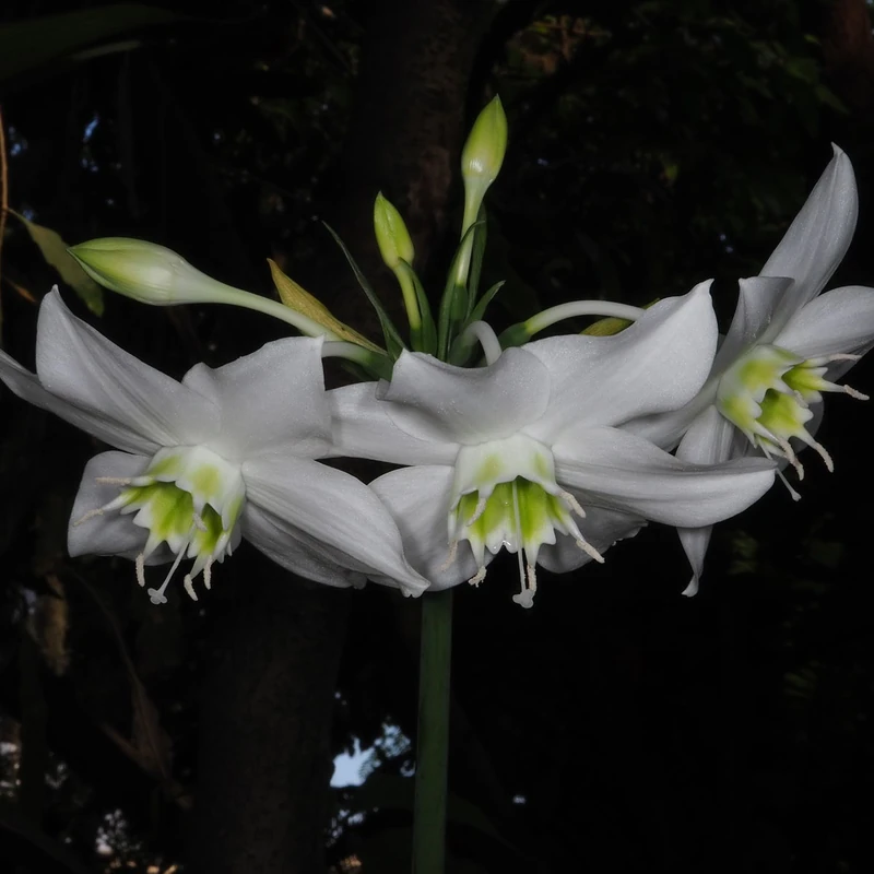 Амазонская лилия (Eucharis amazonica): полное руководство по уходу