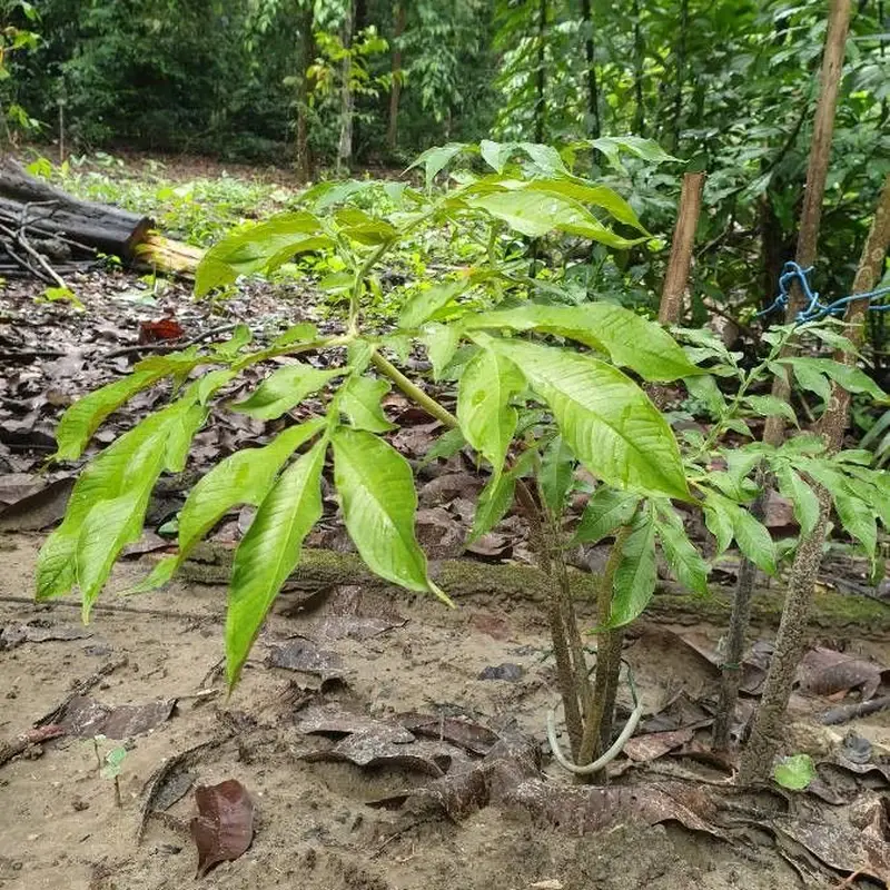 Аморфофаллус (Amorphophallus): полное руководство по уходу