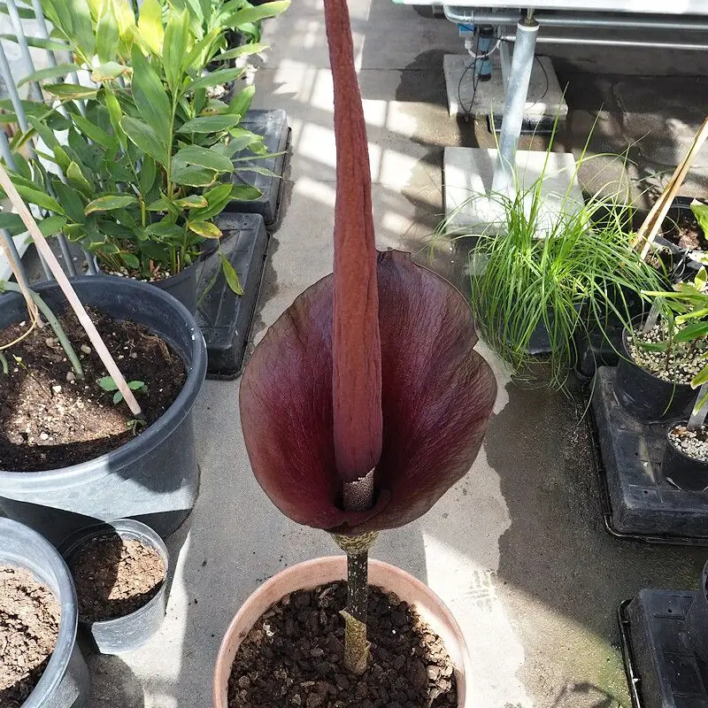 Аморфофаллус коньяк (Amorphophallus konjac): полное руководство по уходу