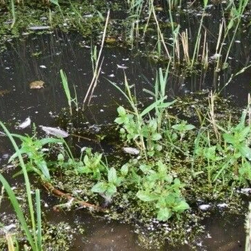 Анагаллис (Anagallis): полное руководство по уходу