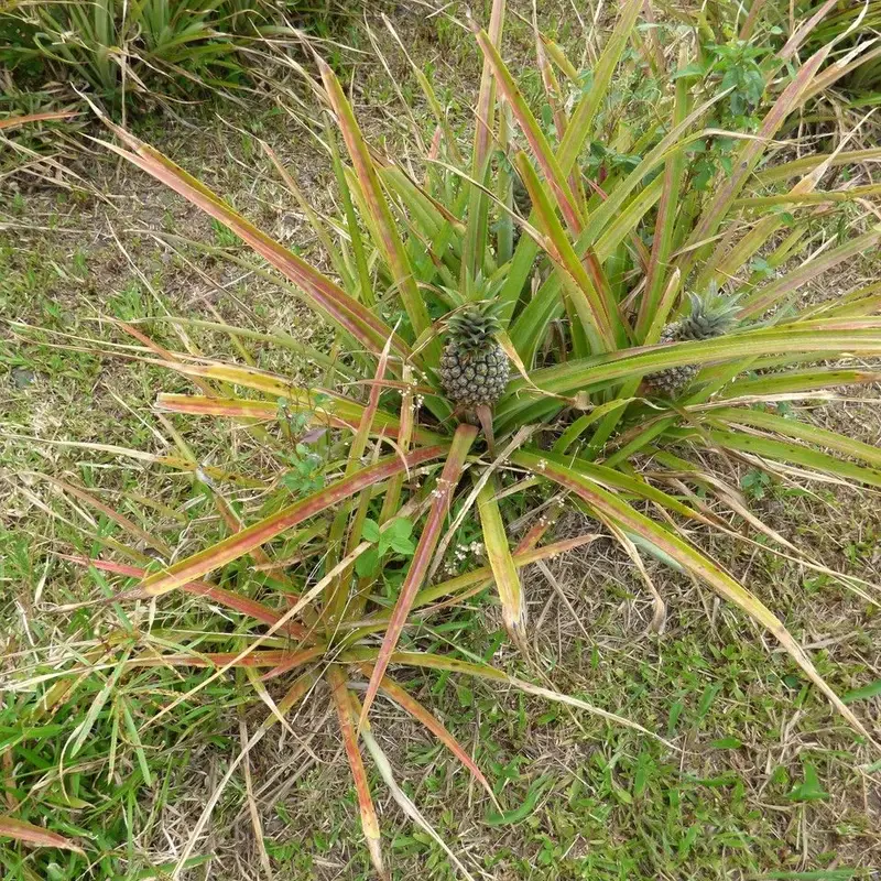 Ананас комнатный (Ananas comosus): полное руководство по уходу