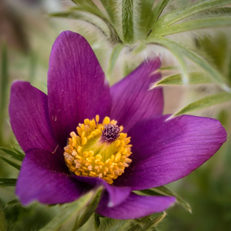 Анемона (Anemone): полное руководство по уходу