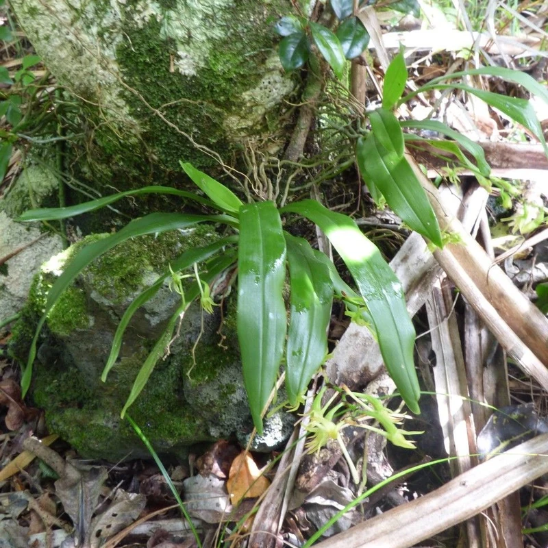 Ангурея (Angraecum): полное руководство по уходу