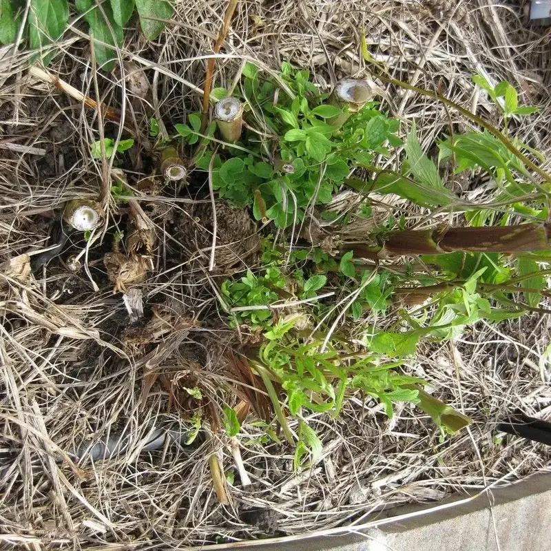 Анис (Pimpinella anisum): полное руководство по уходу