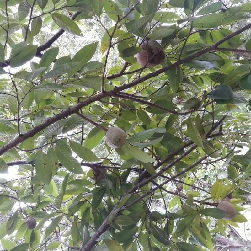 Аннона (Annona): полное руководство по уходу