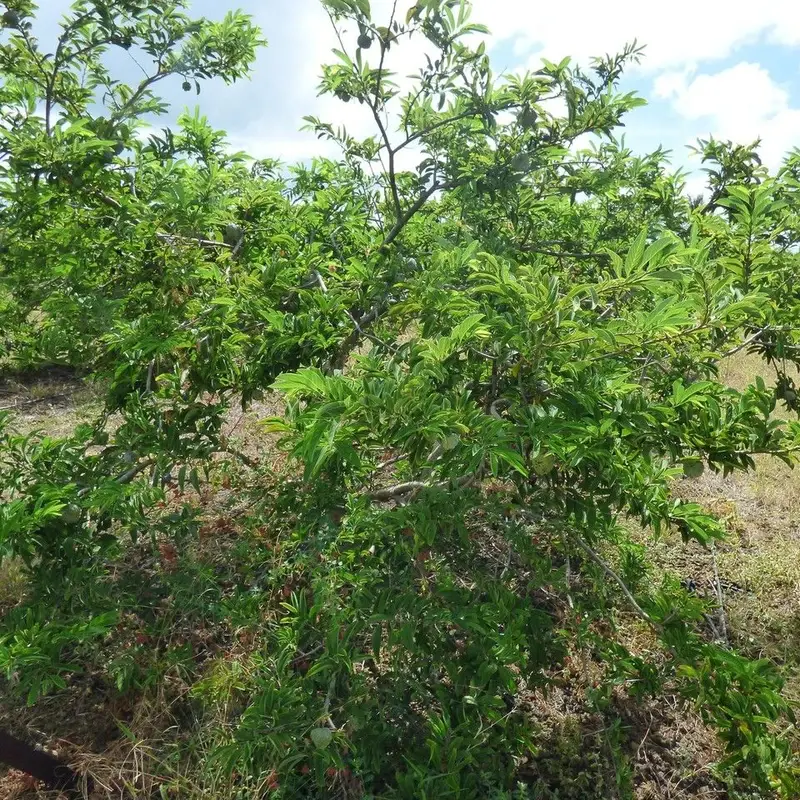 Анонта (Annona squamosa): полное руководство по уходу