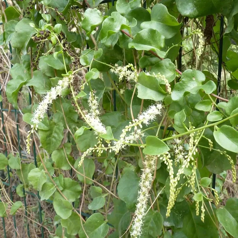 Анредера (Anredera cordifolia): полное руководство по уходу