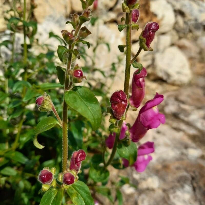 Антирринум (Antirrhinum): полное руководство по уходу