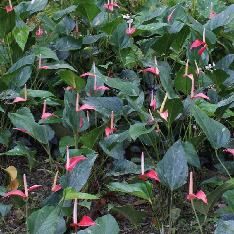 Антуриум Андре (Anthurium andraeanum): полное руководство по уходу
