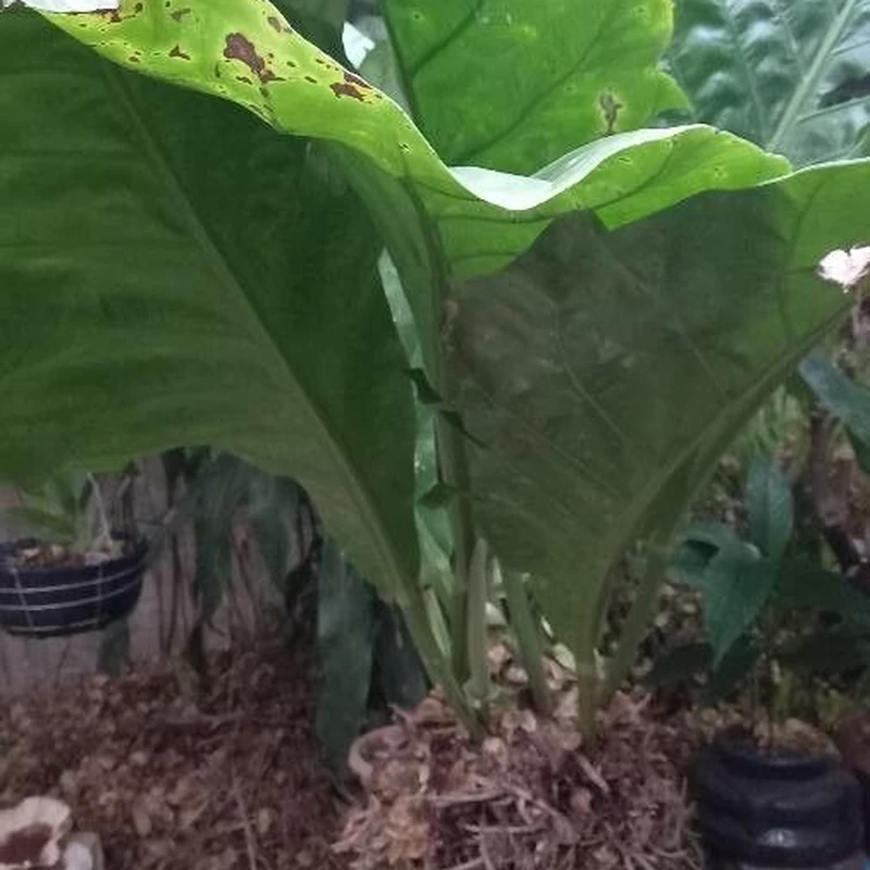Антуриум хуккера (Anthurium hookeri): полное руководство по уходу