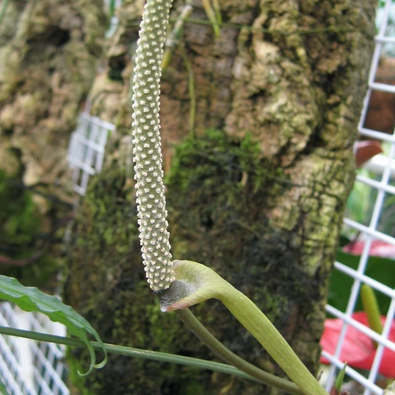 Антуриум многоперистый (Anthurium polyschistum): полное руководство по уходу