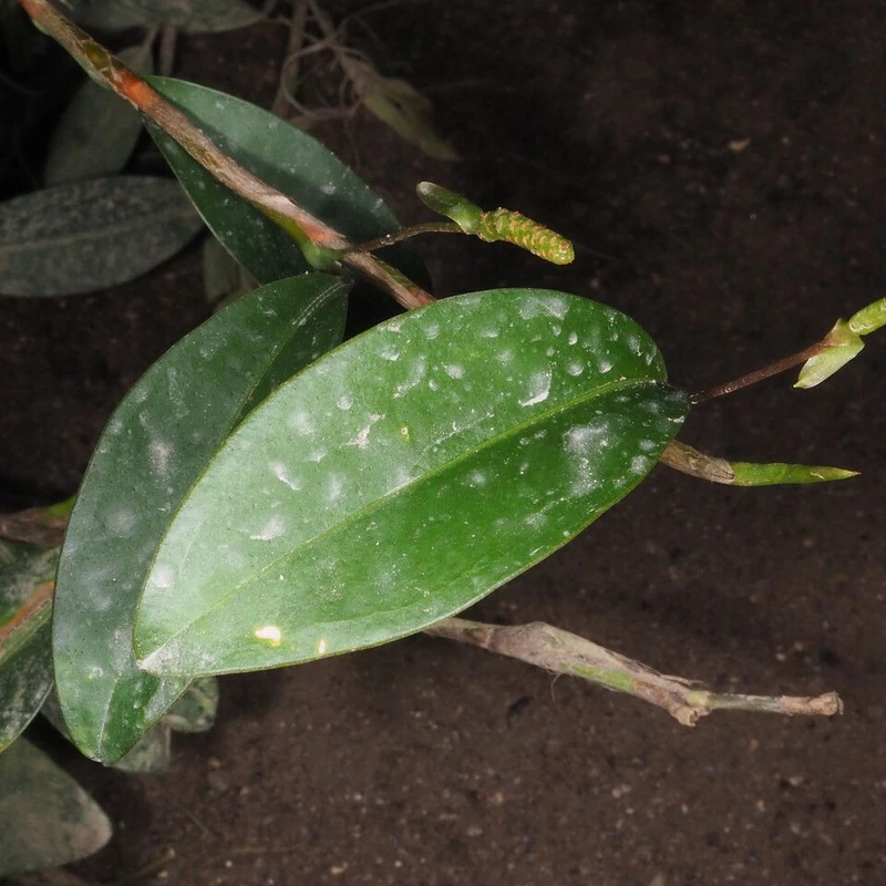 Антуриум лазающий (Anthurium scandens): полное руководство по уходу