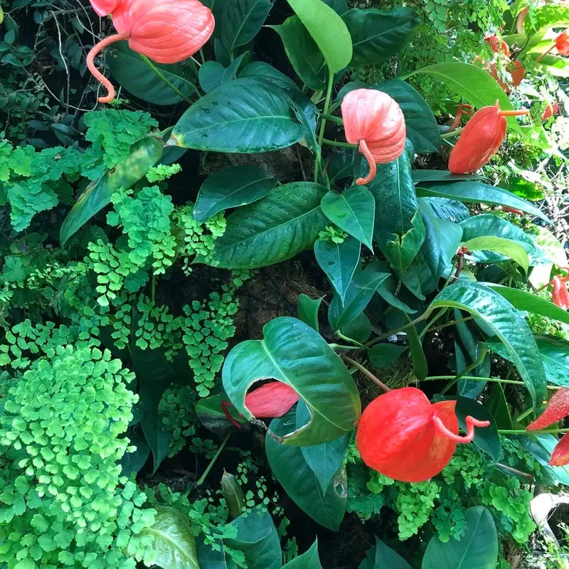 Антуриум Шерцера (Anthurium scherzerianum): полное руководство по уходу