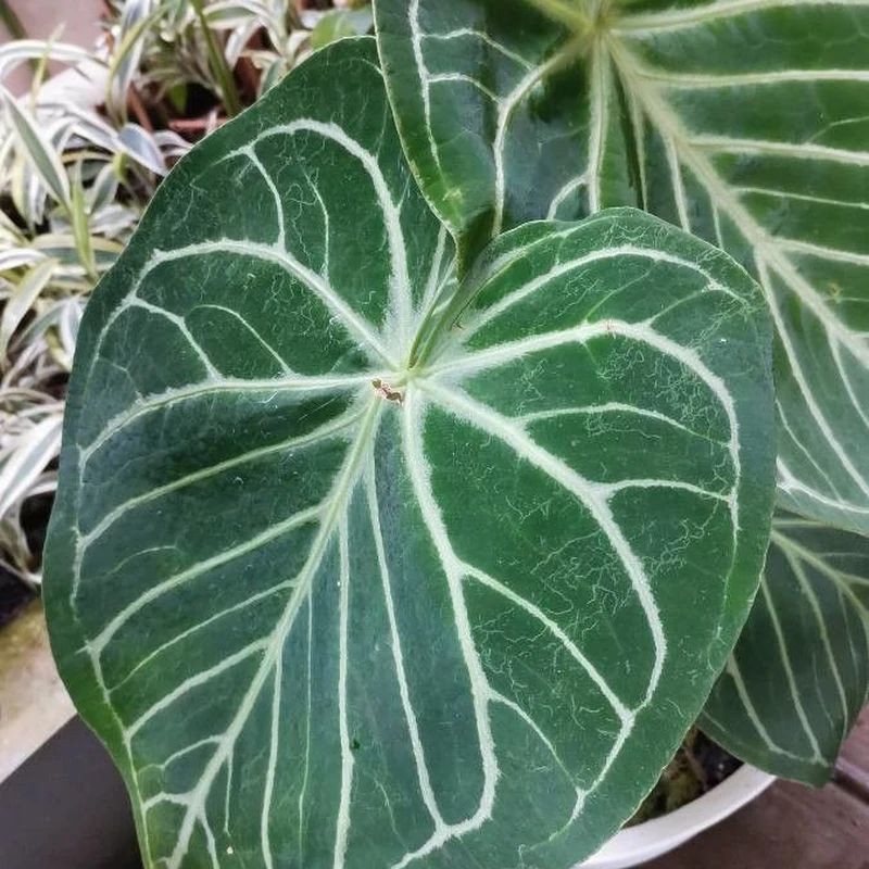 Антуриум хрустальный (Anthurium crystallinum): полное руководство по уходу