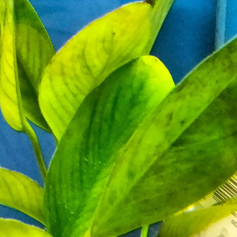 Анубиас (Anubias): полное руководство по уходу