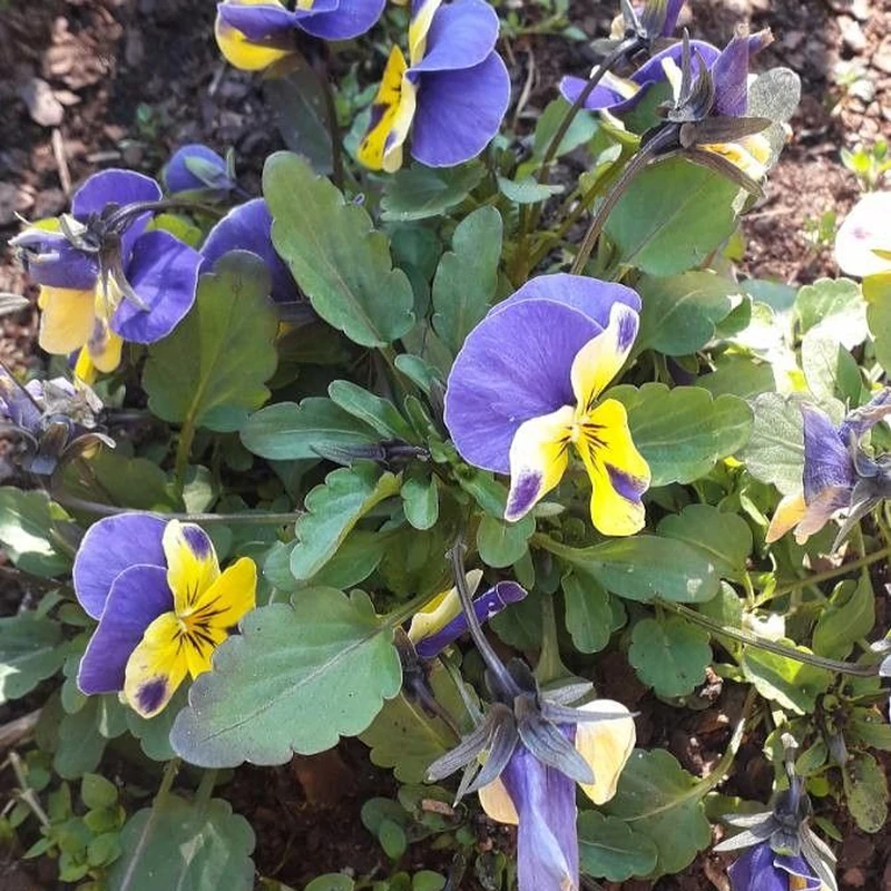 Анютины глазки (Viola tricolor): полное руководство по уходу