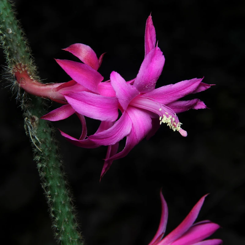 Апорокактус (Aporocactus): полное руководство по уходу