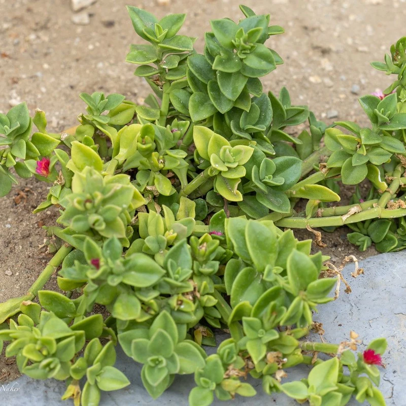 Аптения (Aptenia cordifolia): полное руководство по уходу