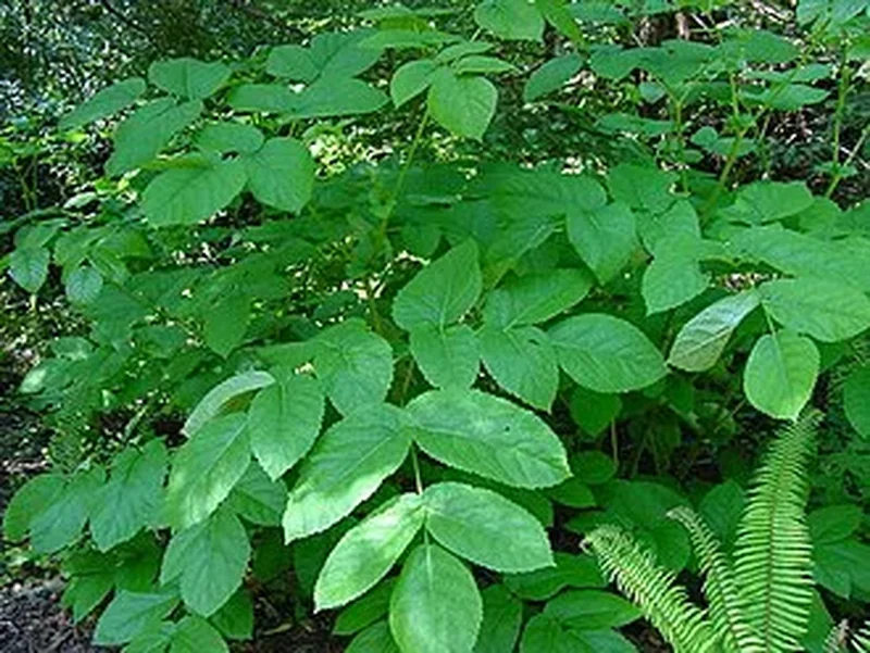 Аралия калифорнийская (Aralia californica): полное руководство по уходу
