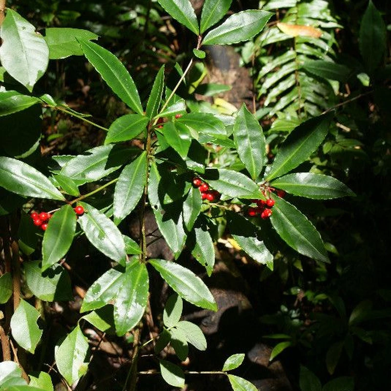 Ардизия (Ardisia crenata): полное руководство по уходу