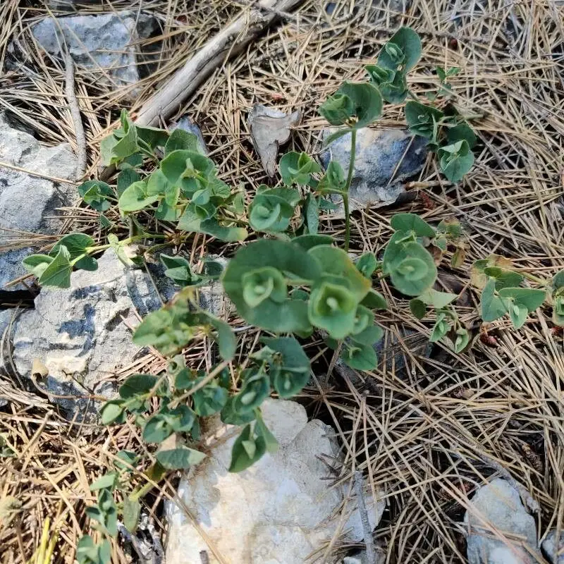 Аристолохия (Aristolochia): полное руководство по уходу